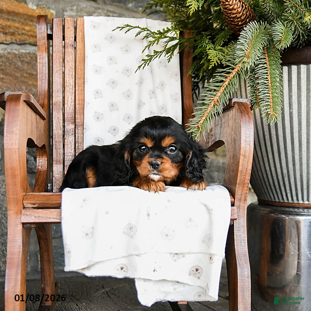 Cavalier King Charles Spaniel dogs for sale: Twix - Ad 4