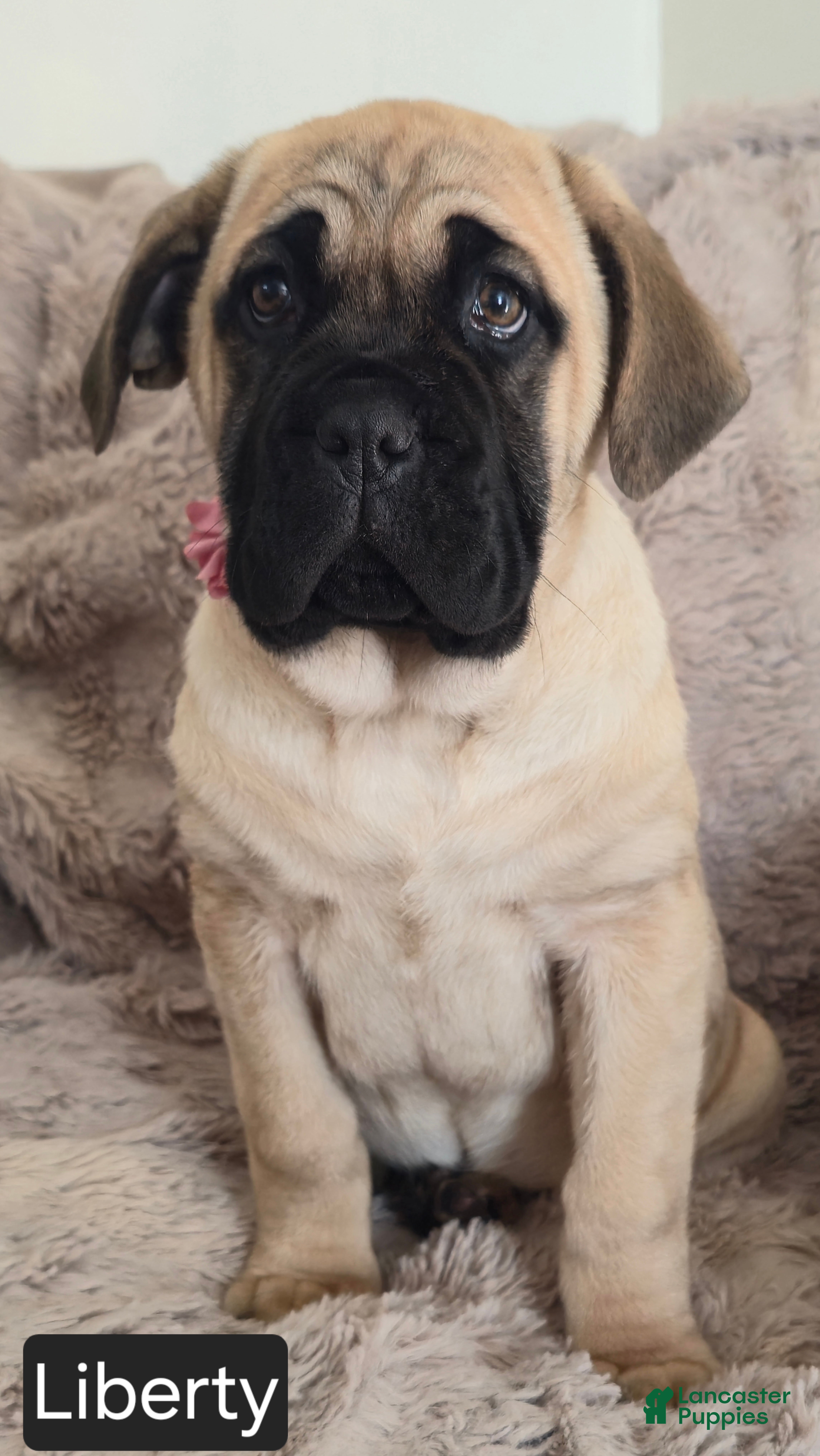 Cane Corso dogs Liberty  - Ad 2