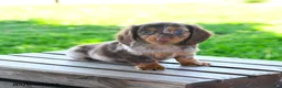 Miniature Dachshund dogs for sale: Shawn  - Ad 4