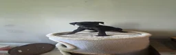 Mixed Breed dogs for sale: Ms. Pinky - Ad 4