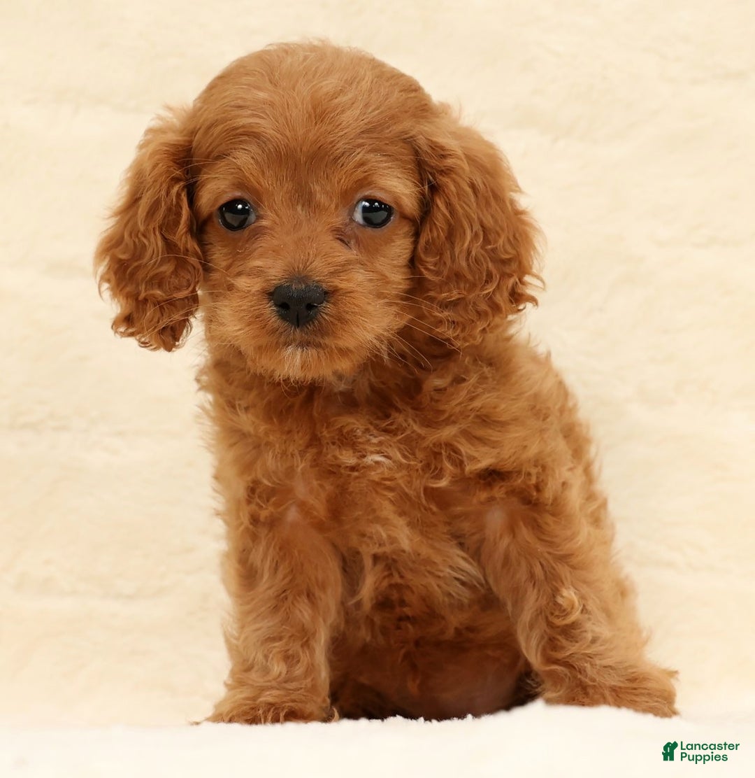 Cockapoo dogs for sale: Cassidy - Ad 5