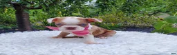 Boston Terrier dogs for sale: Honey - Ad 6