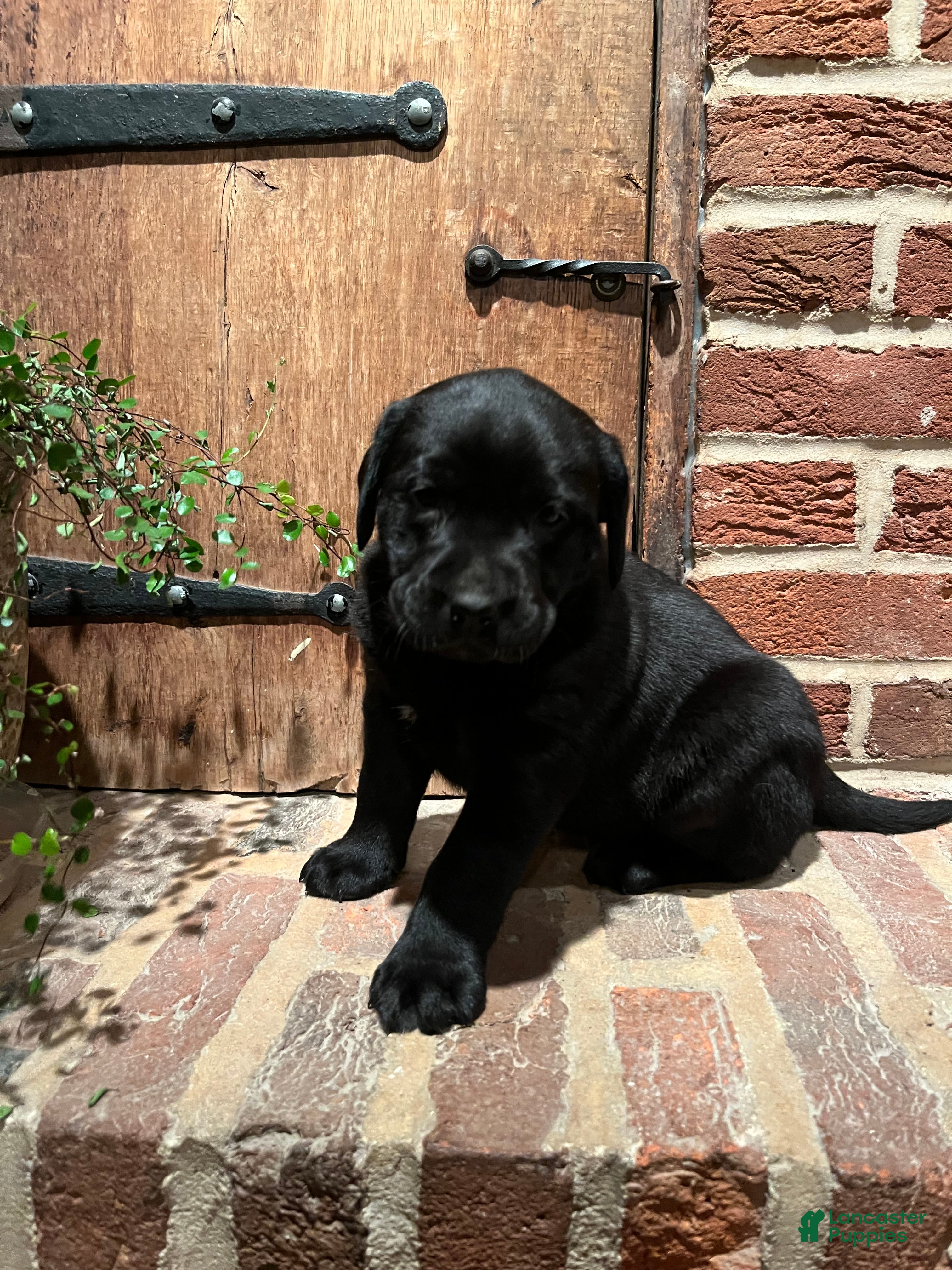 Labrador Retriever dogs Ruby - Ad 2