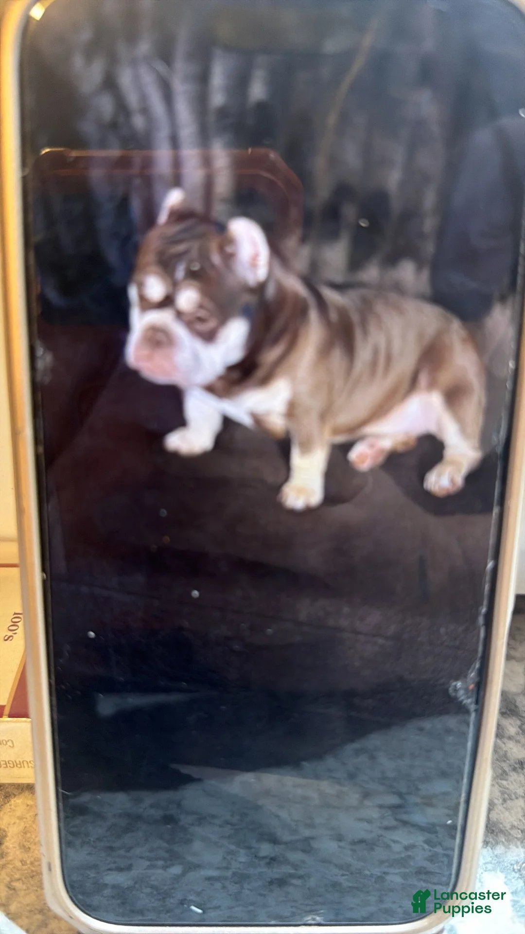 American Bully dogs for sale: American Bully 4 - Ad 2