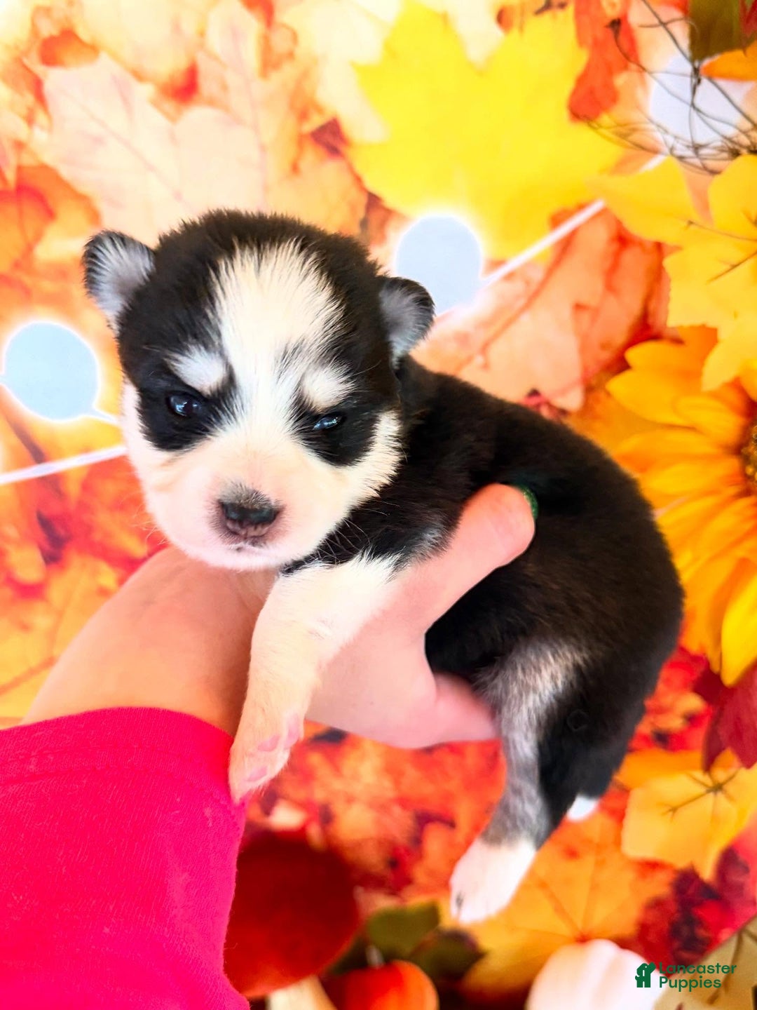 Pomsky dogs for sale: Zephyr - Ad 6