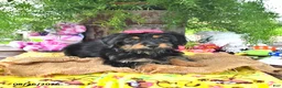 Yorkshire Terrier dogs for sale: Tabitha - Ad 5