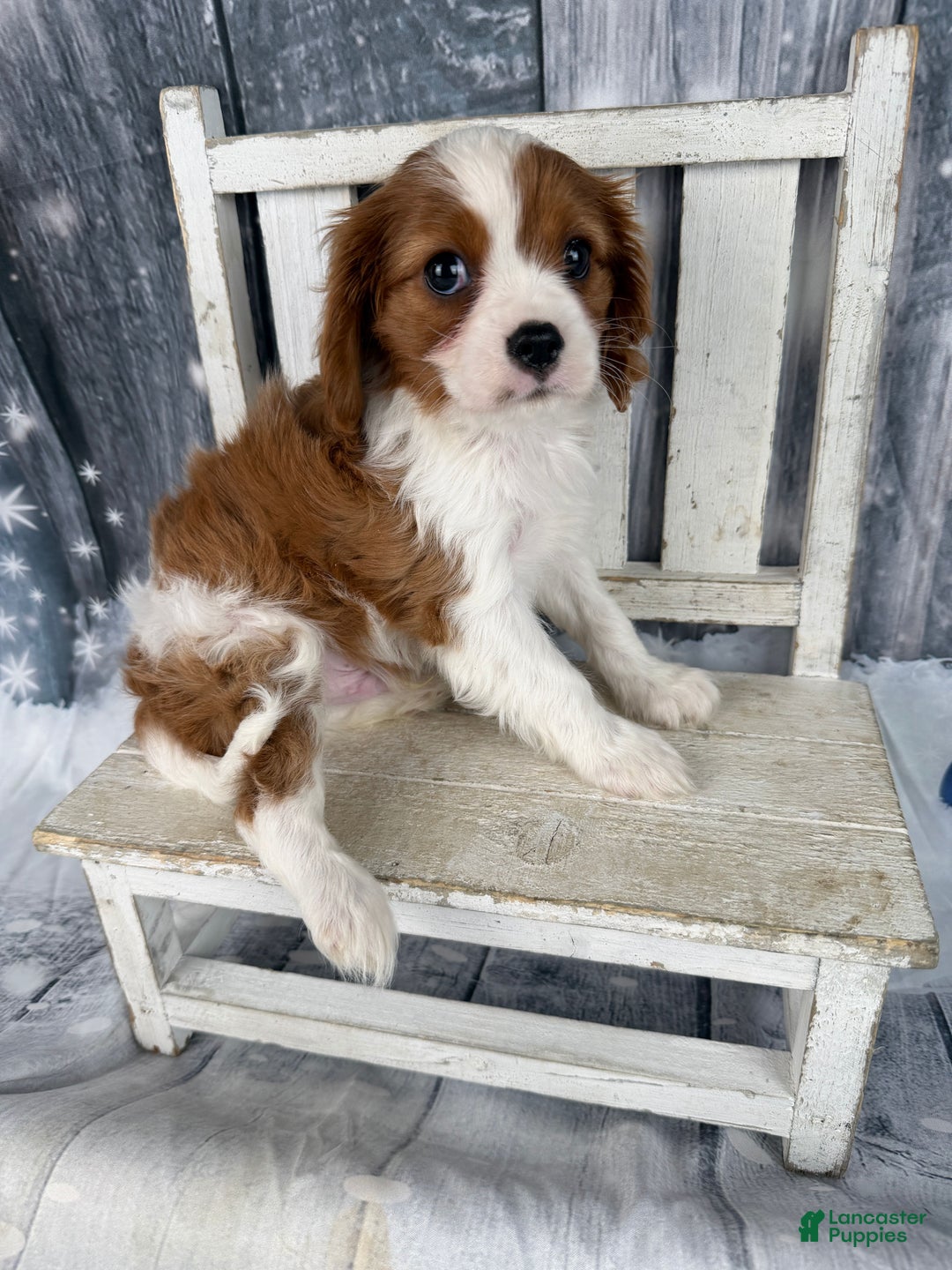 Cavalier King Charles Spaniel dogs for sale: Slash - Ad 4