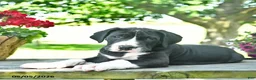 Great Dane dogs for sale: Chase  - Ad 3