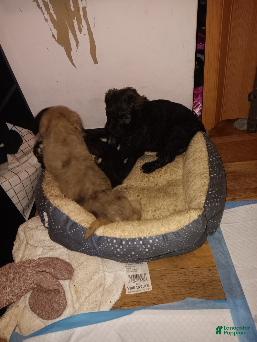 Labradoodle dogs for sale: Creamy mae - Ad 25