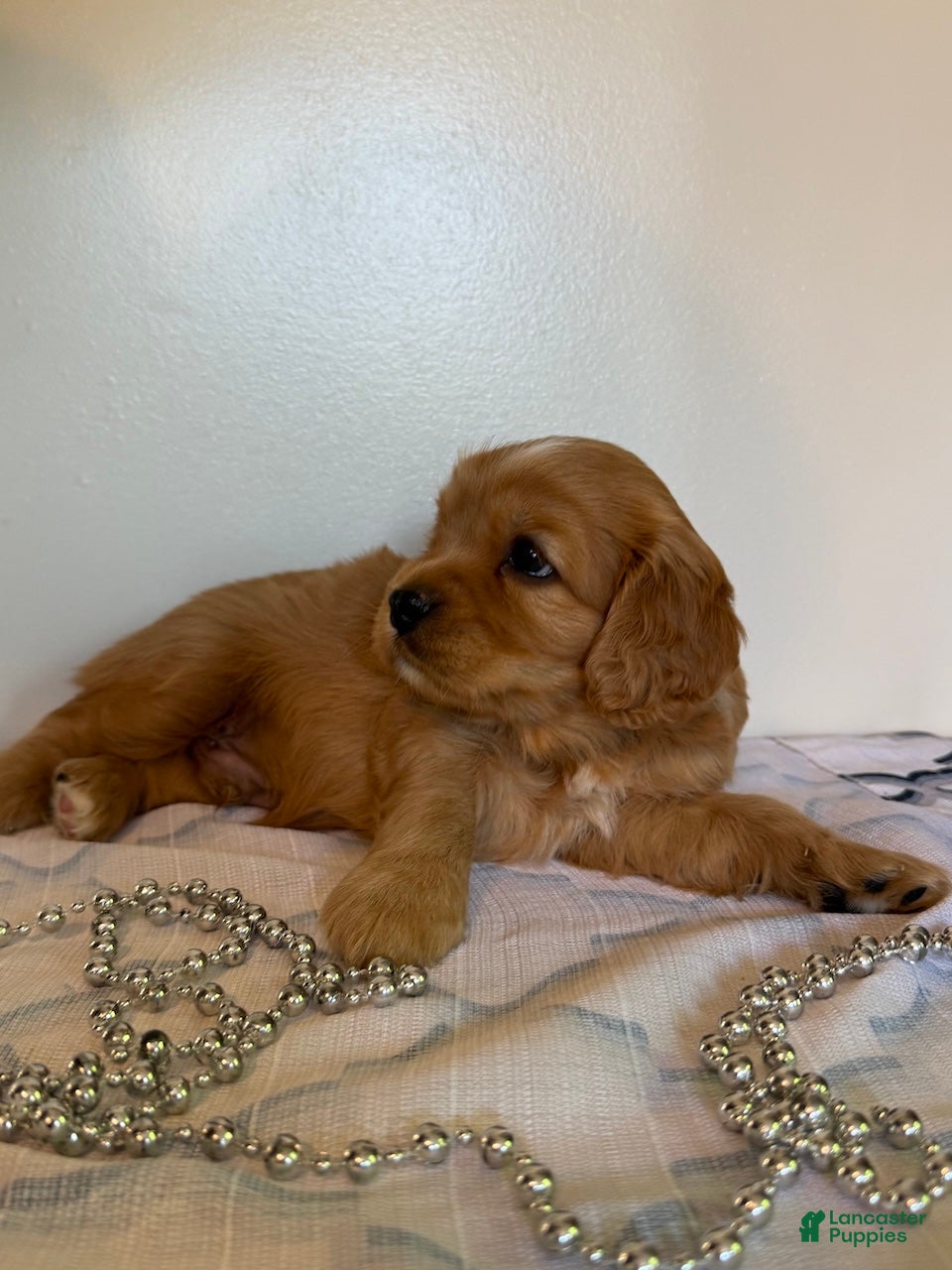 Cavapoo dogs Marshall Cavapoo Puppy  - Ad 2