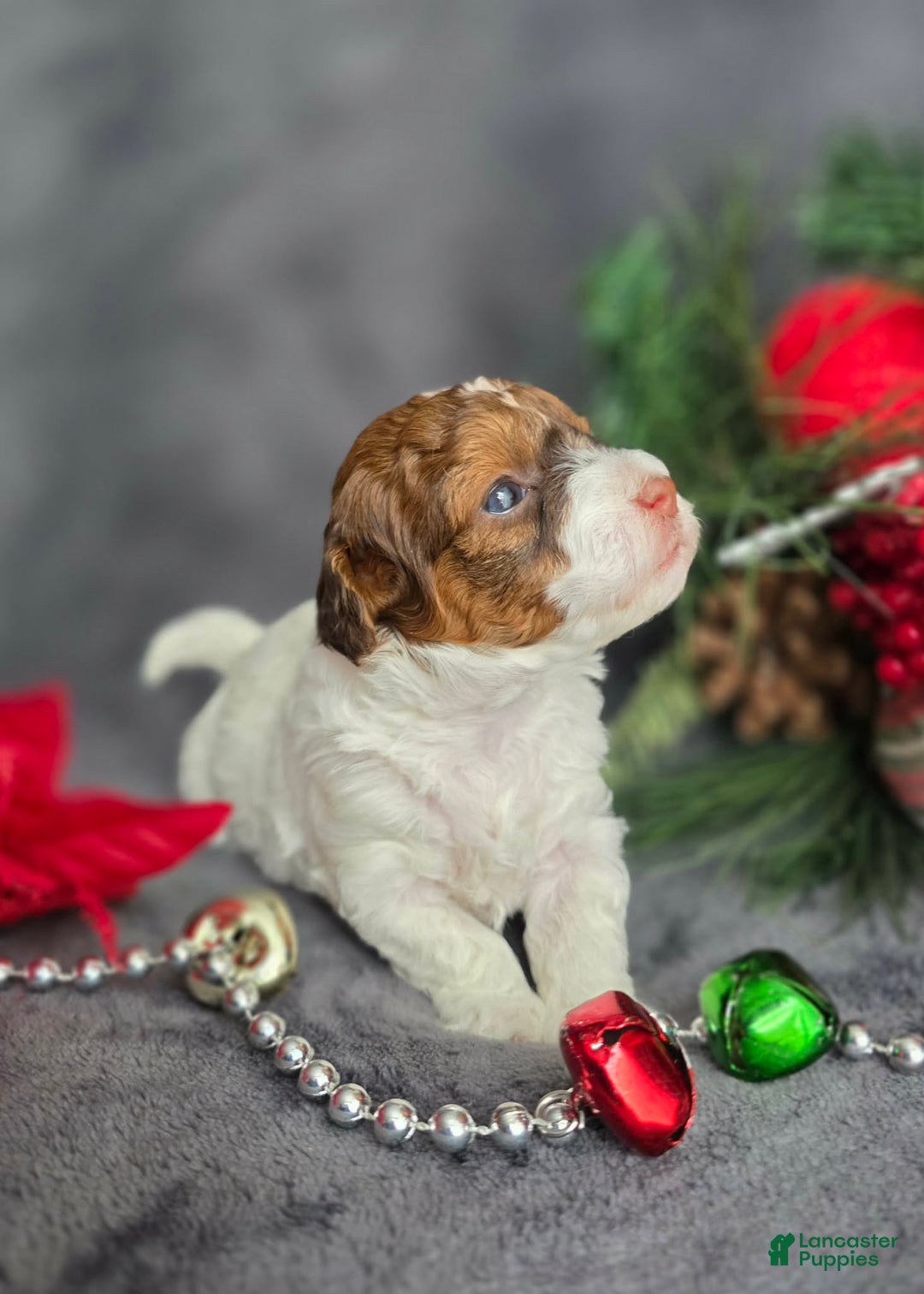 Havapoo dogs for sale: Ledger - Ad 2