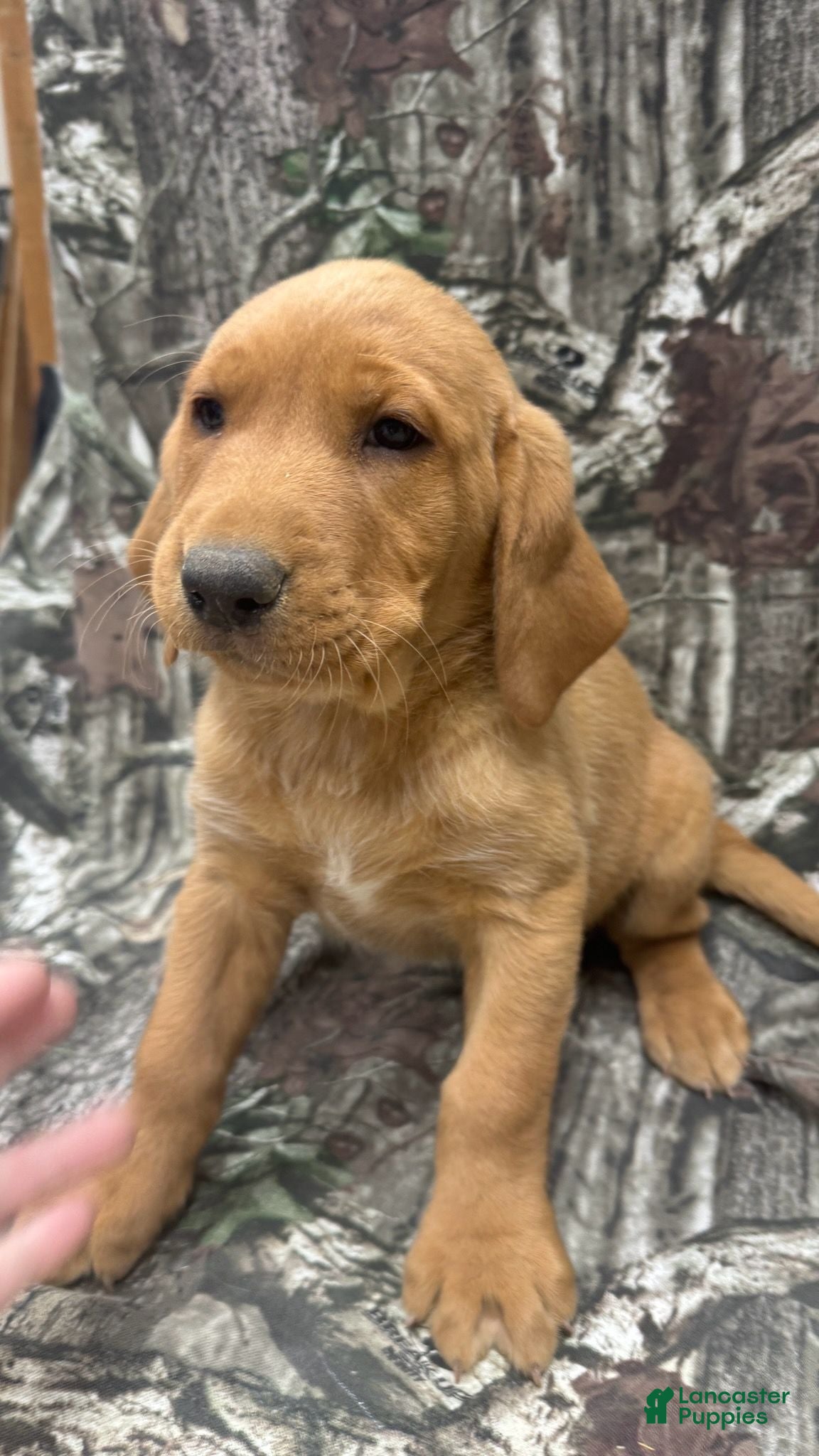 Labrador Retriever dogs Big red  - Ad 1
