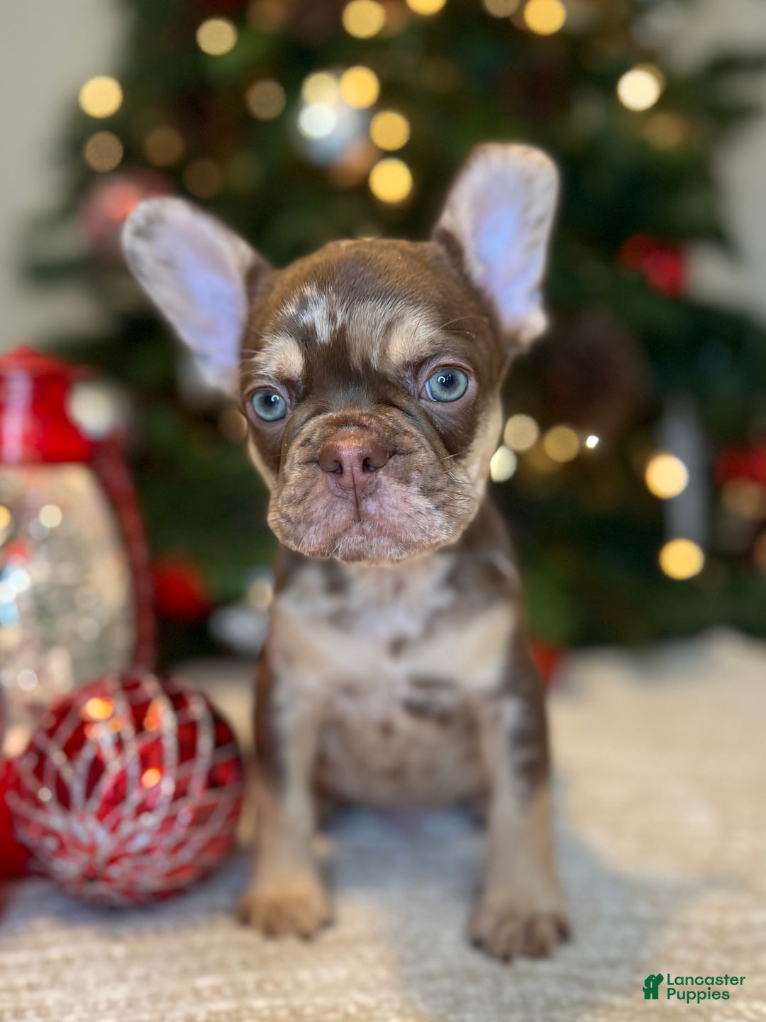 French Bulldog dogs for sale: Reese’s Akc - Ad 1