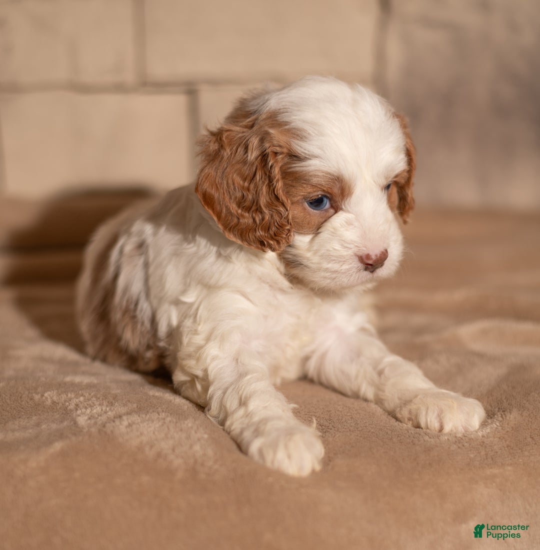Cavapoo dogs for sale: Theo - Ad 3
