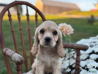 English Cocker Spaniel dogs - Ad 12