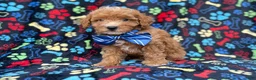 Cavapoo dogs for sale: Artie - Ad 7