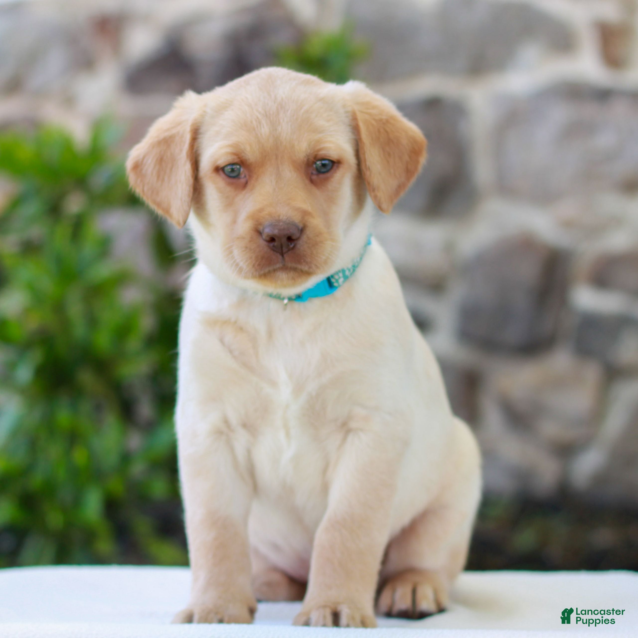 Labrador Retriever dogs for sale: Toby  - Ad 4
