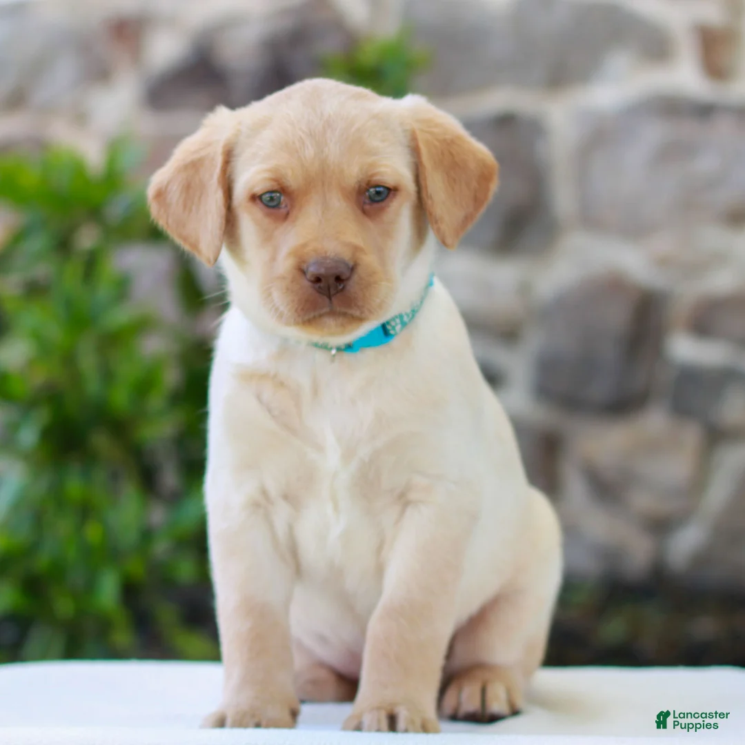 Labrador Retriever dogs for sale: Toby  - Ad 1