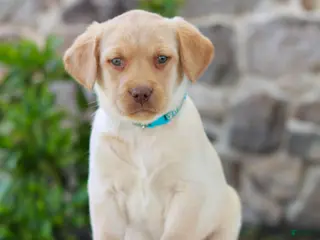 Labrador Retriever dogs for sale: Toby - Ad 4