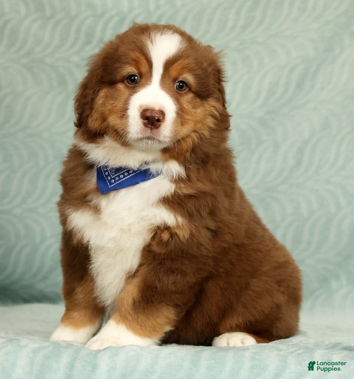Australian Shepherd dogs for sale: Ranger - Ad 2