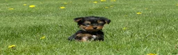 Yorkshire Terrier dogs for sale: Brownie  - Ad 3