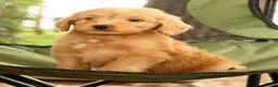 Mini Goldendoodle dogs for sale: Mason - Ad 7