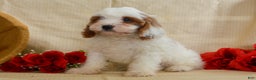 Cavapoo dogs for sale: Carmen 🎄🎁 Adoption Special - Ad 3