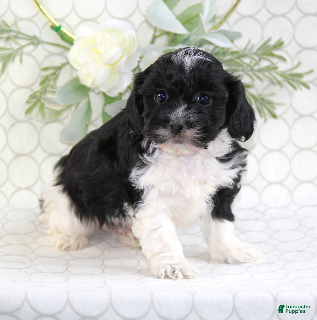 Shihpoo dogs for sale: Ace - Ad 3