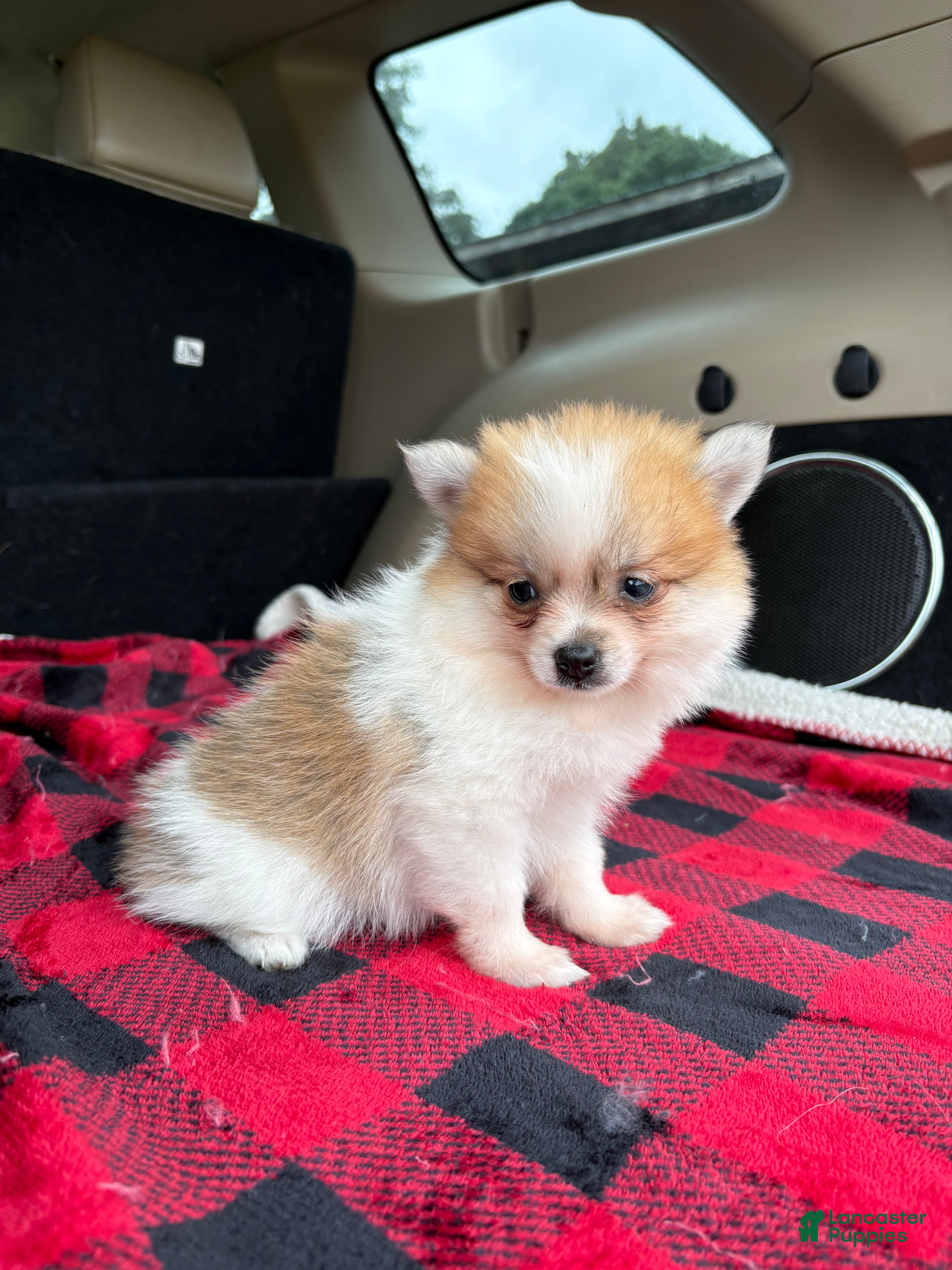 Pomeranian dogs Sally  - Ad 2