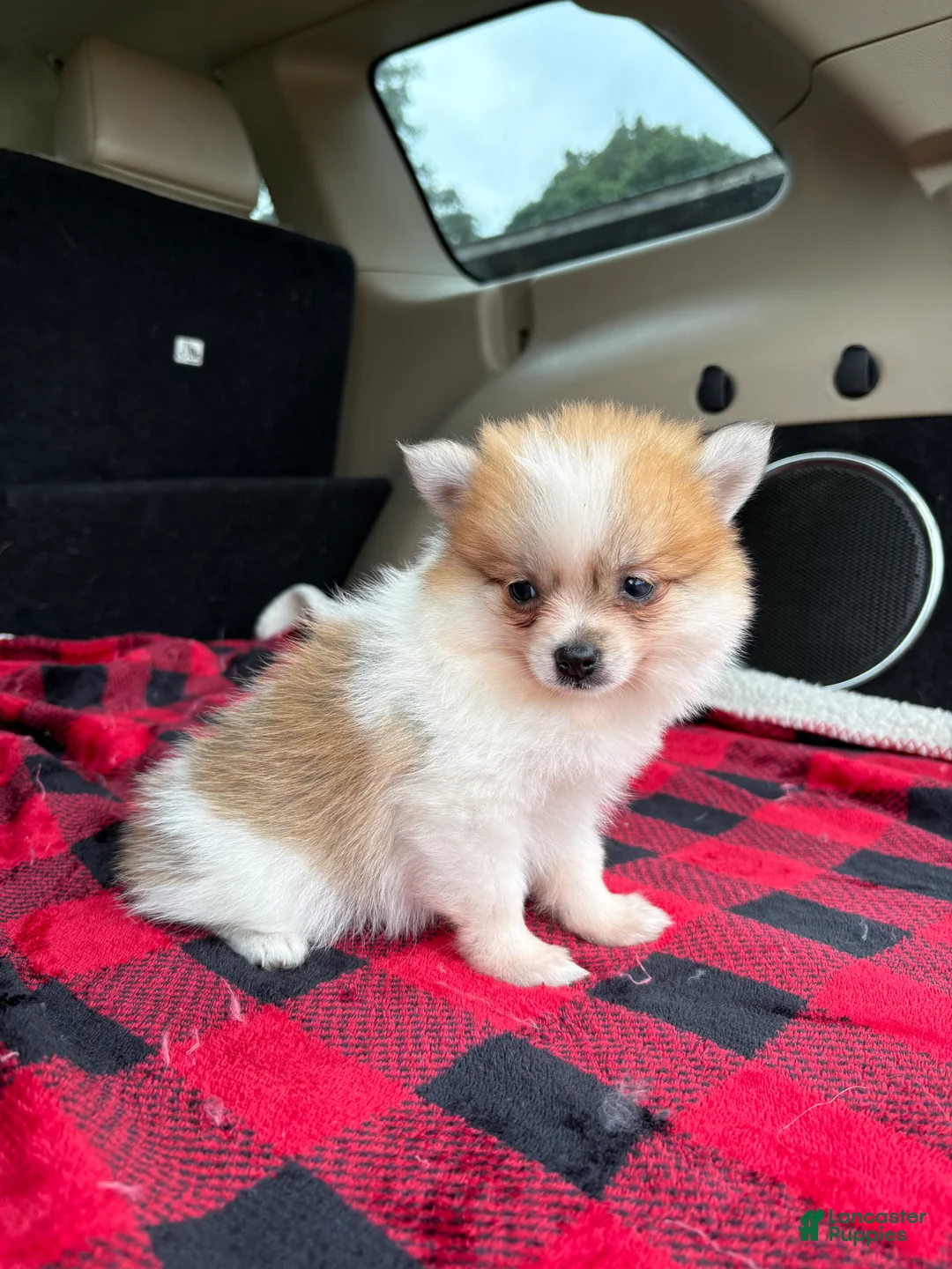 Pomeranian dogs for sale: Sally  - Ad 2