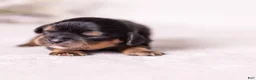 Cavalier King Charles Spaniel dogs for sale: Bravo  - Ad 4