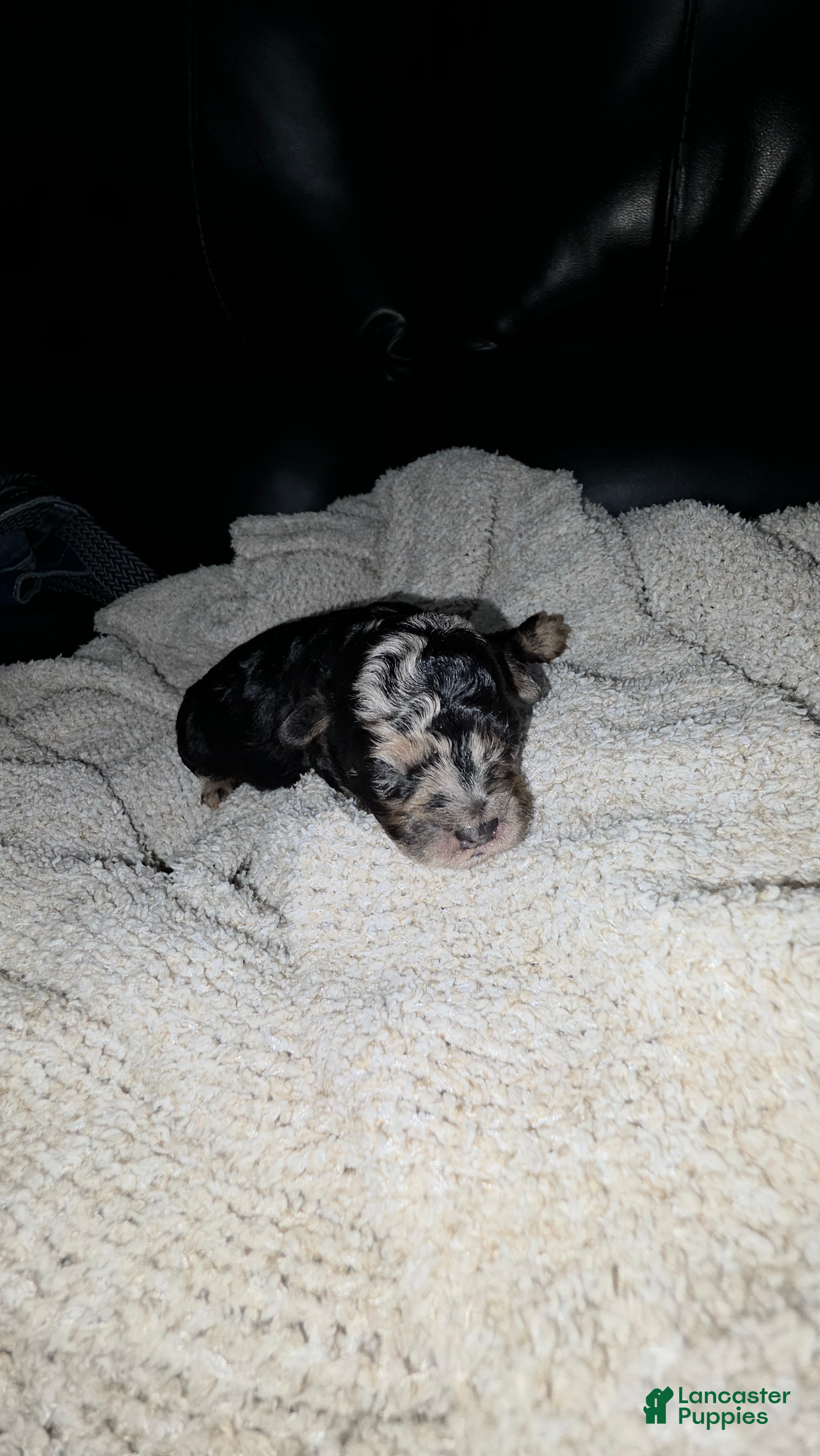 Mini Bernedoodle dogs Mini mouse - Ad 3