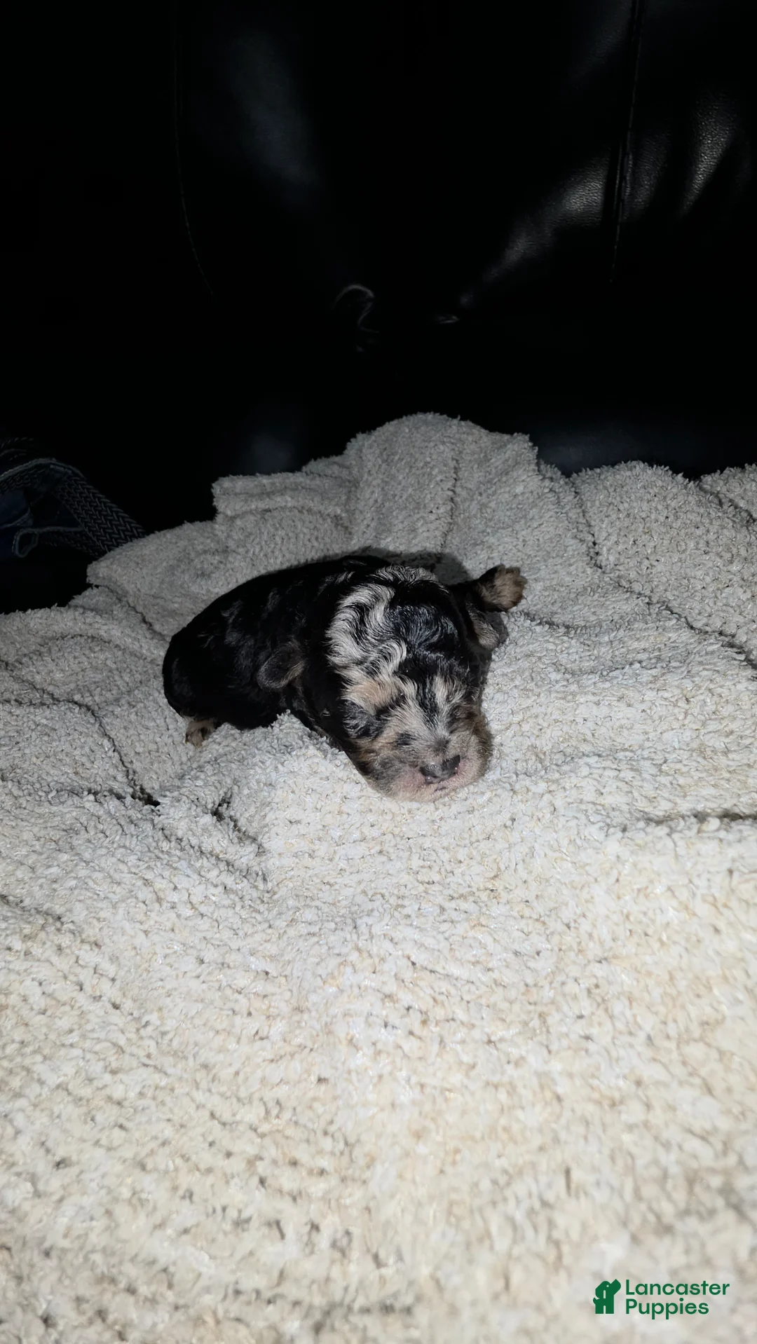 Mini Bernedoodle dogs for sale: Mini mouse - Ad 1