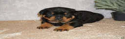 Rottweiler dogs for sale: Bear - Ad 2