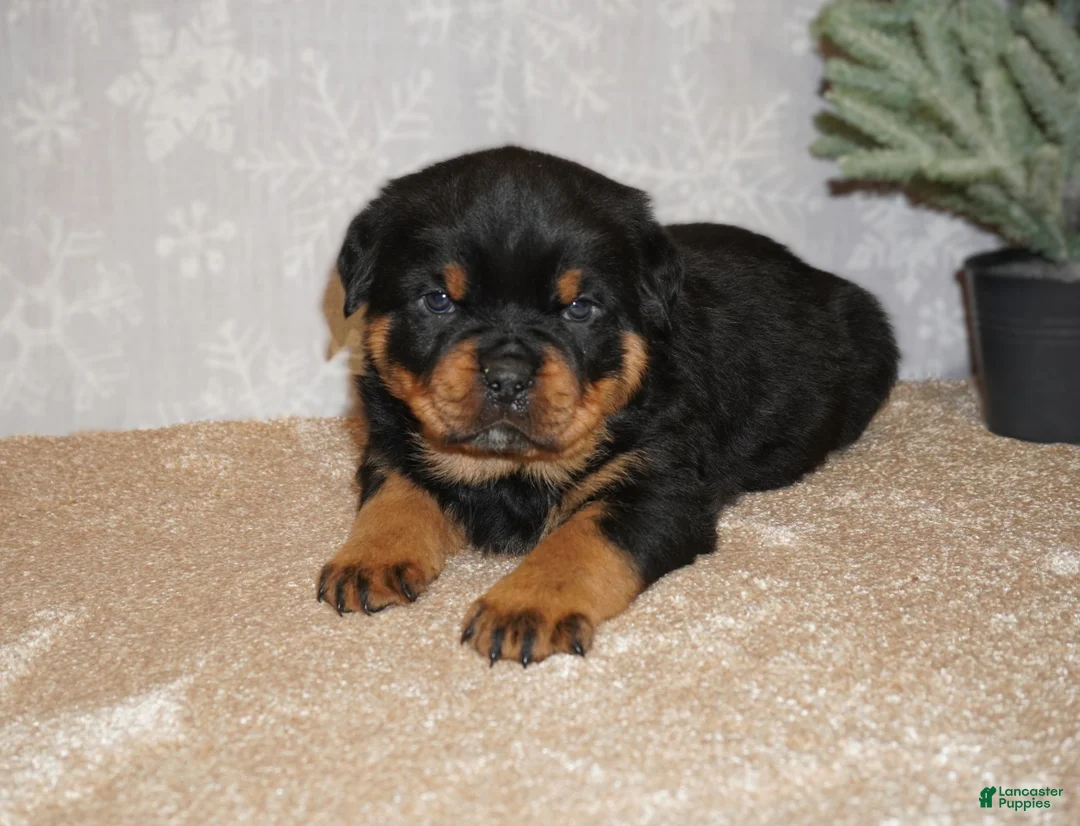 Rottweiler dogs for sale: Bear - Ad 2