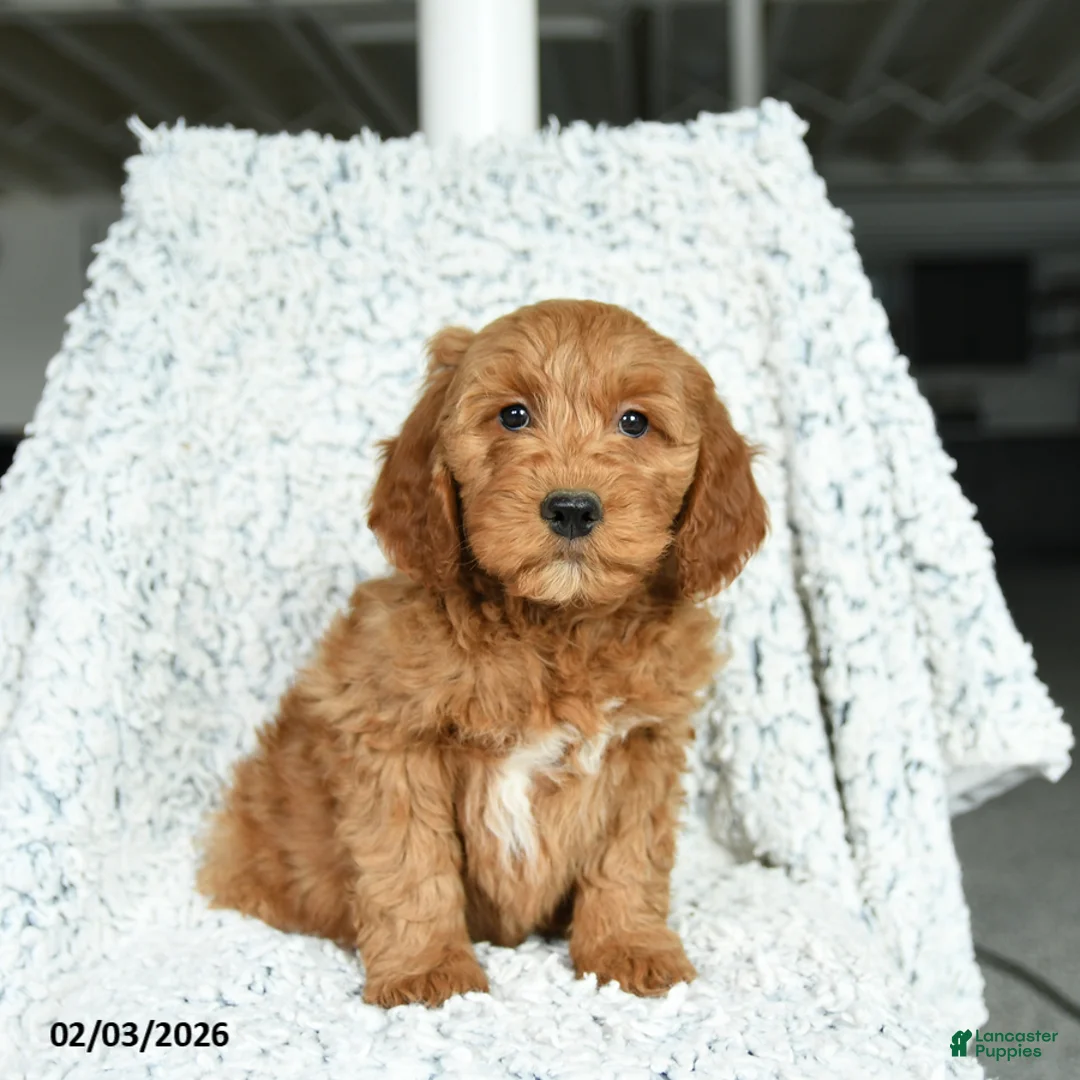 Mini Goldendoodle dogs for sale: Toffee - Ad 3