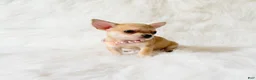 Chihuahua dogs for sale: Marley - Ad 2