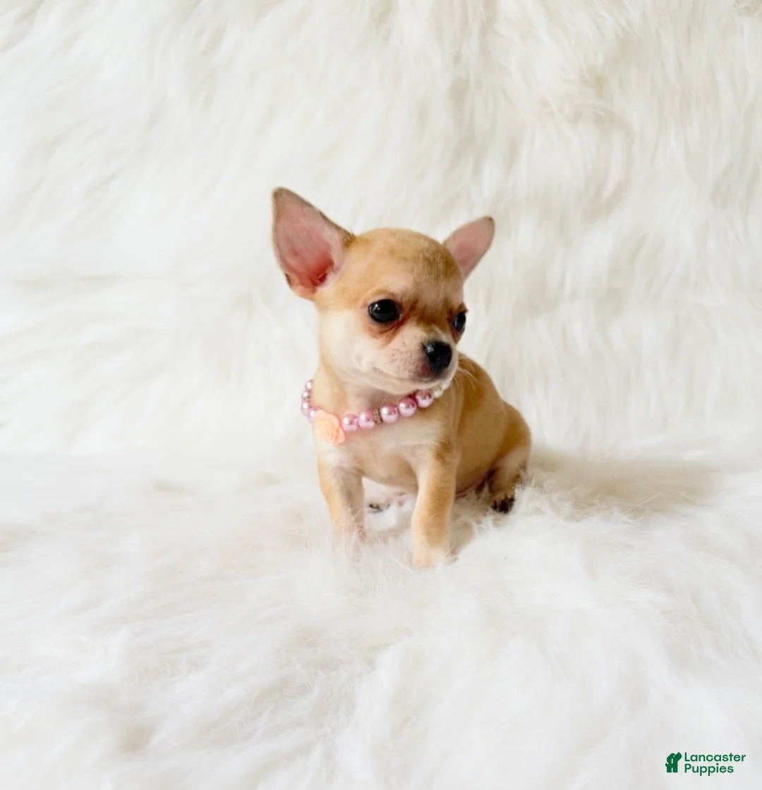 Chihuahua dogs for sale: Marley - Ad 2