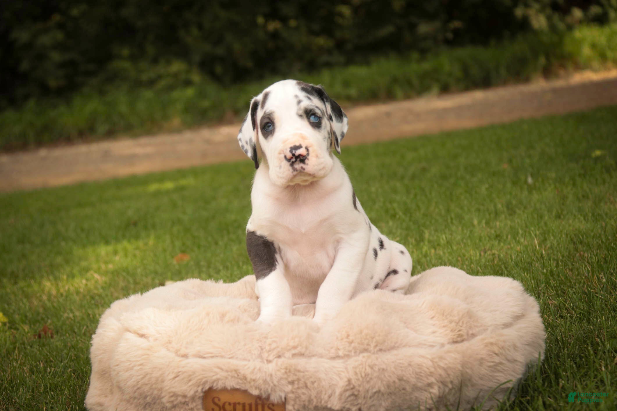 Great Dane dogs Cherish Great Dane  - Ad 2