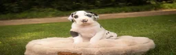 Great Dane dogs for sale: Cherish Great Dane  - Ad 2
