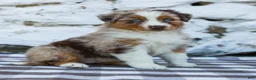 Australian Shepherd dogs for sale: Mindy - Ad 2