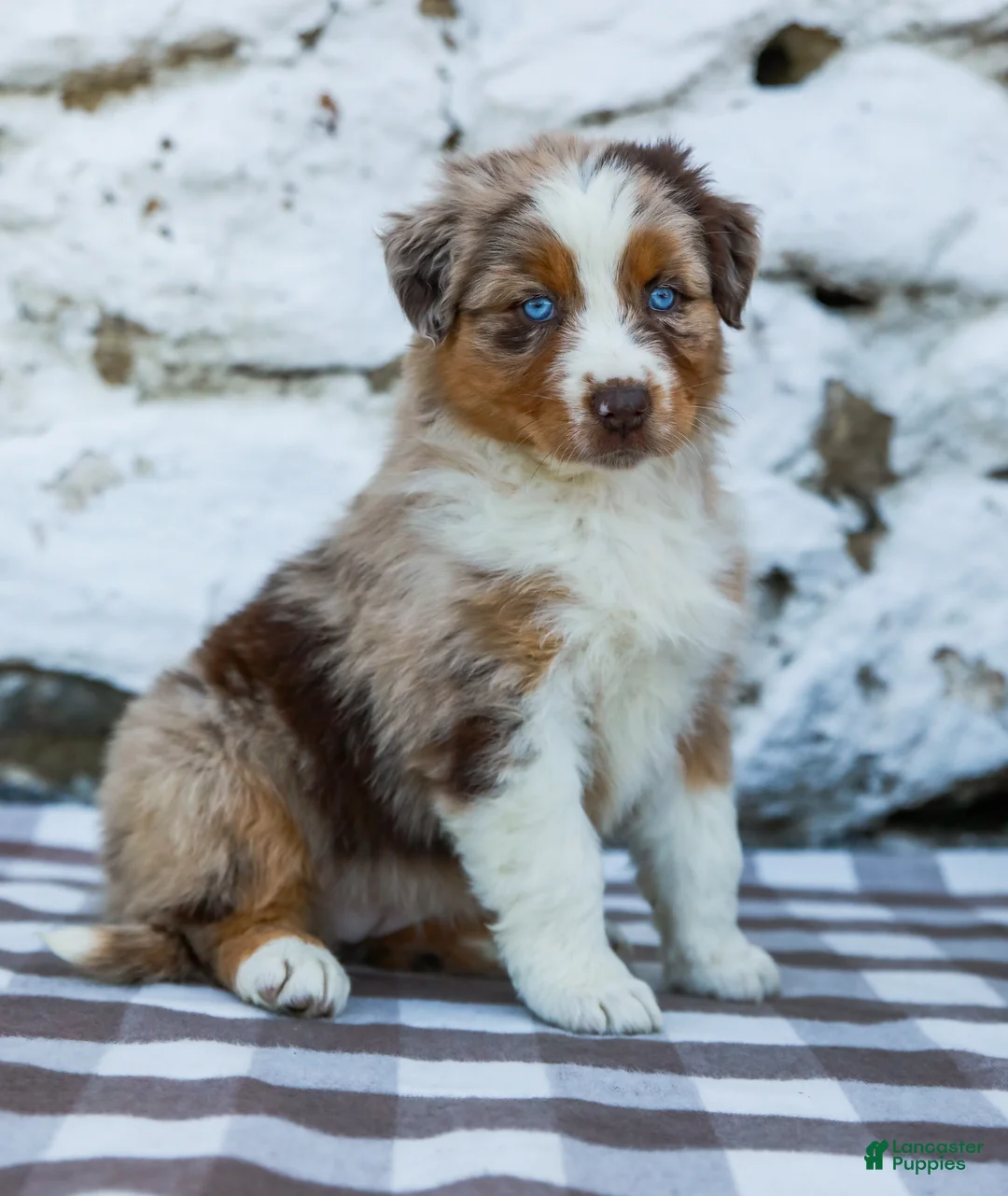 Australian Shepherd dogs for sale: Mindy - Ad 2