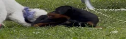 Rottweiler dogs for sale: Rottweiler 1 - Ad 16