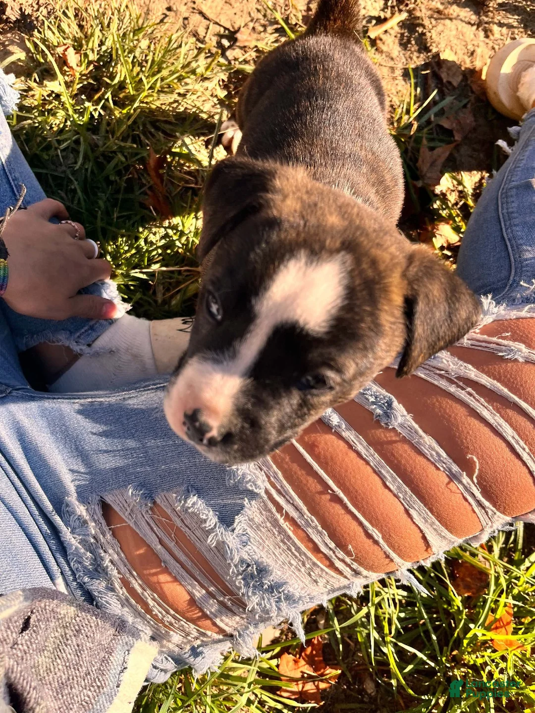 Mixed Breed dogs for sale: Boy 3 - Ad 2