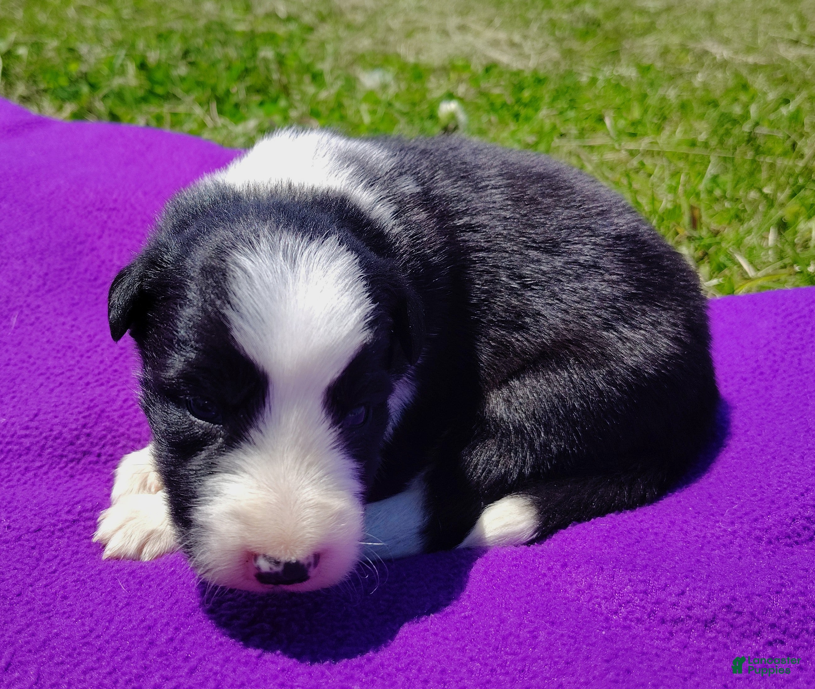 Border Collie dogs Piper - Ad 2