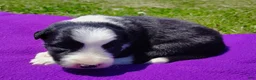 Border Collie dogs for sale: Piper - Ad 2