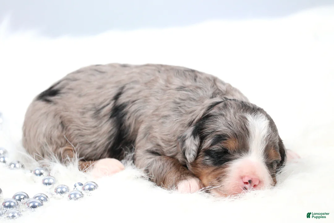 Mini Bernedoodle dogs for sale: Fern  - Ad 1