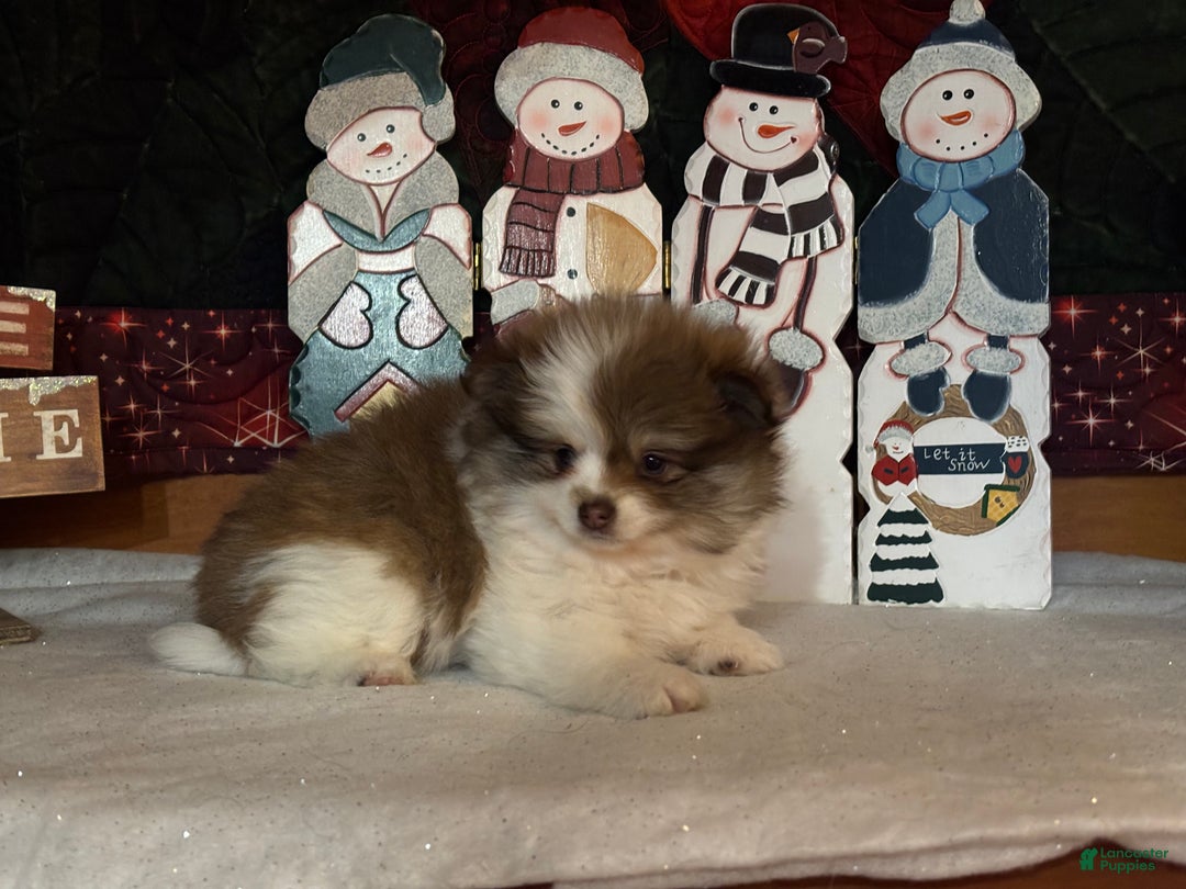 Pomeranian dogs for sale: Jenson - Ad 3