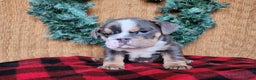 English Bulldog dogs for sale: Elliot - Ad 3