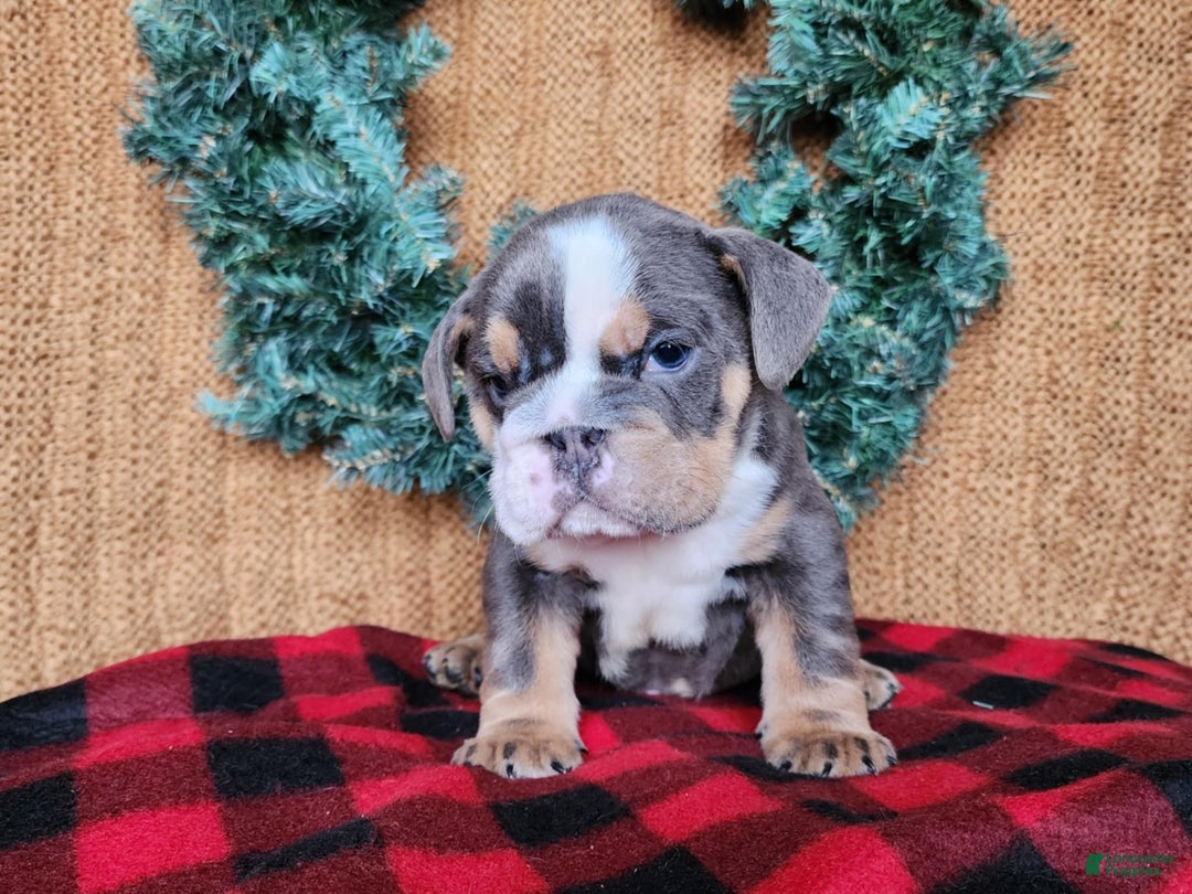 English Bulldog dogs for sale: Elliot - Ad 3